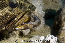 brownspotted grouper (epinephelus chlorostigma) taken at ... by Stephan Kerkhofs 